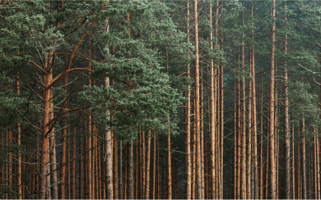 forest